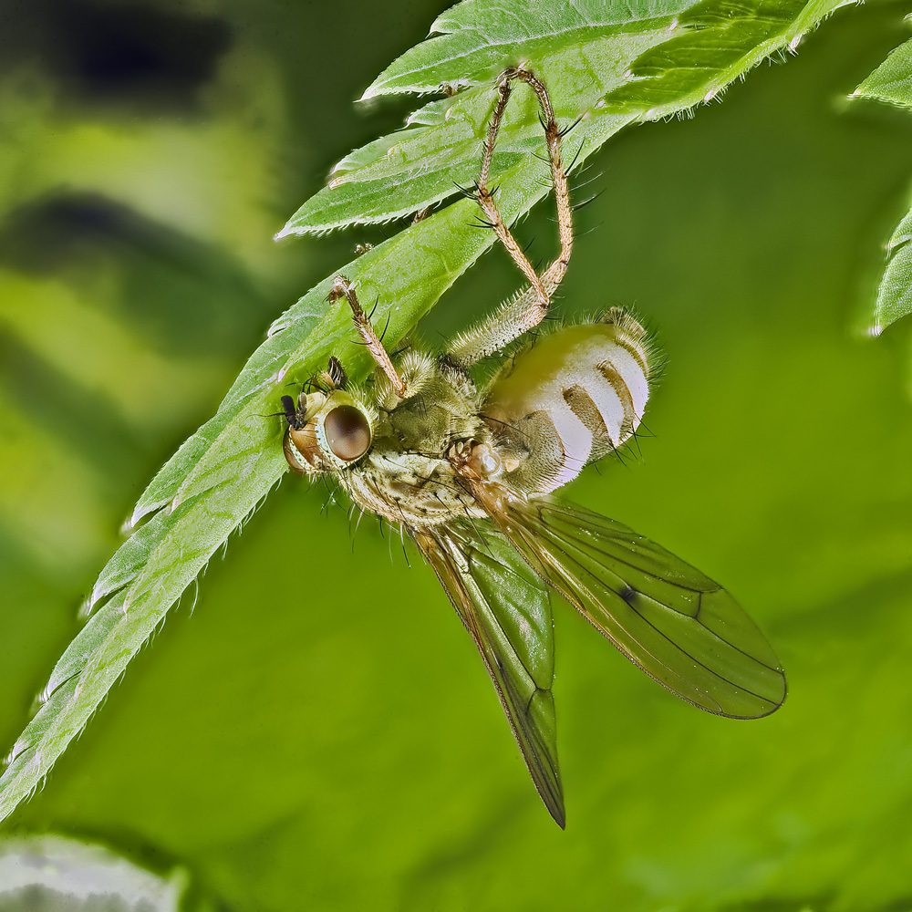 L''Entomophthora muscae  colpisce ancora